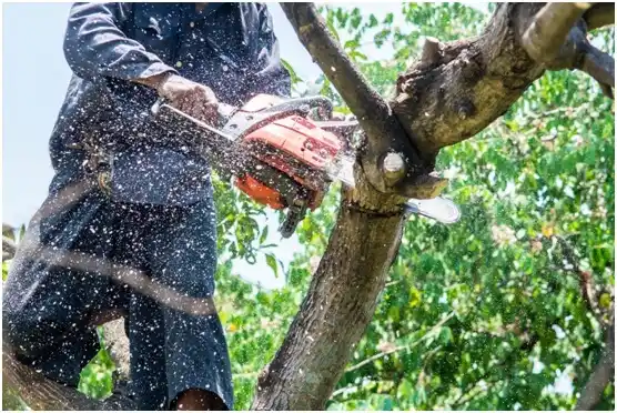 tree services Conroe